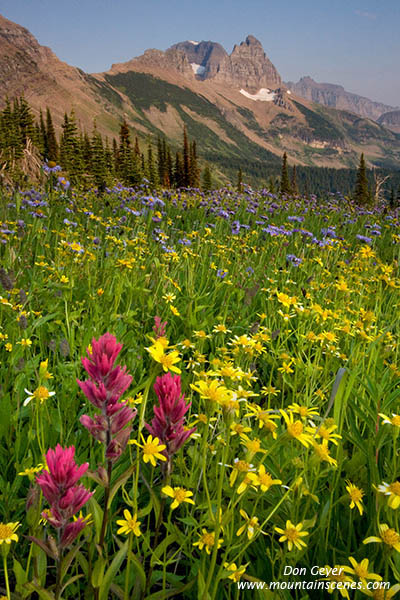 Image of Flower meadows in Granite Park.