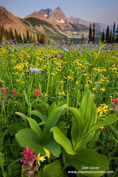 Image of Flower meadows in Granite Park.