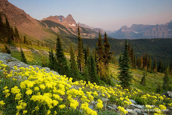 Image of Flower meadows in Granite Park.