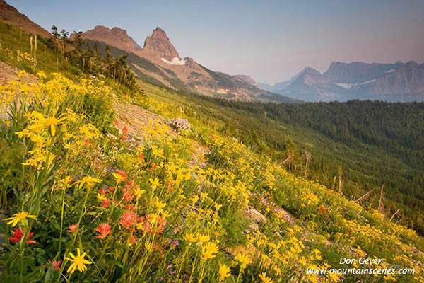 Image of Flower meadows in Granite Park.