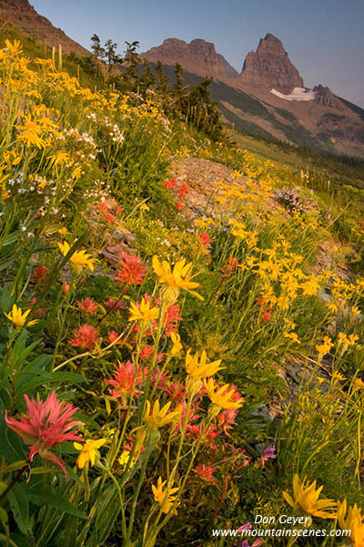 Image of Flower meadows in Granite Park.