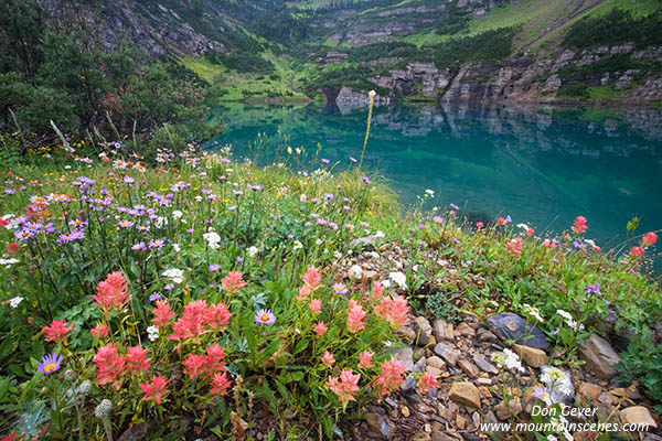 Image of Flower meadows at Stoney Indian Lake