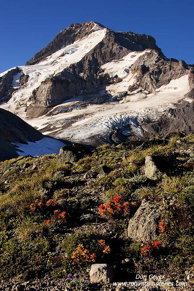 Image of Mount Hood above Paintbrush