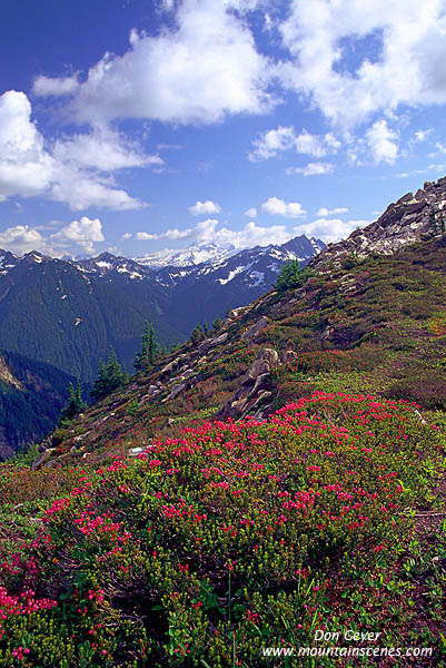 Image of Pink Heather near Cub Lake