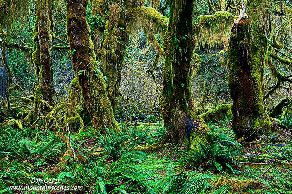 Image of Hoh Rain Forest