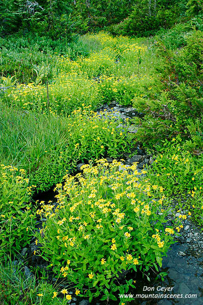 Image of Monkey Flower at Home Sweet Home