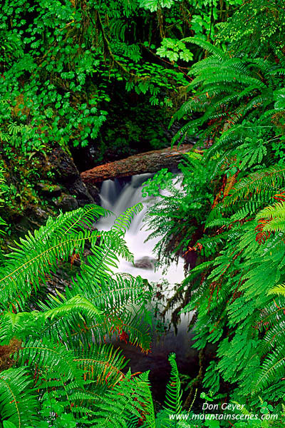 Image of Willoughby Creek