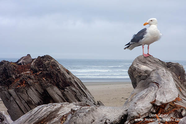 Image of Western Gull at Bullar Beach