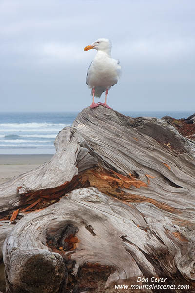 Image of Western Gull at Bullard Beach