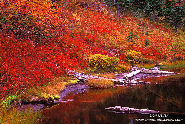 Image of Fall Colors at Mount Rainier