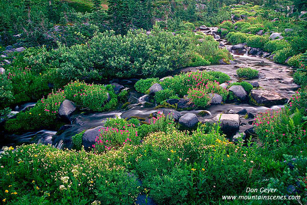 Image of Paradise Creek and Monkey Flower