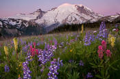 Image of Mount Rainier above flowers in Yakima Park