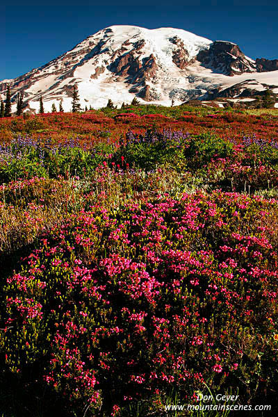 Image of Mount Rainier above Pink Heather