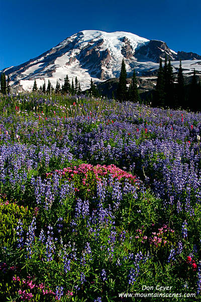 Image of Mount Rainier above Flower Meadows