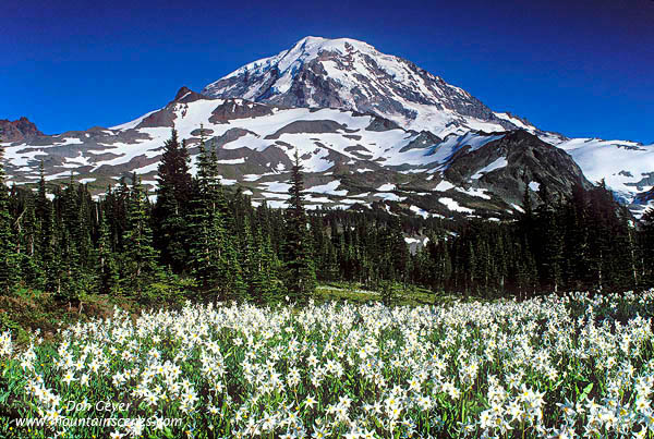 Image of Mount Rainier above Glacier Lilies