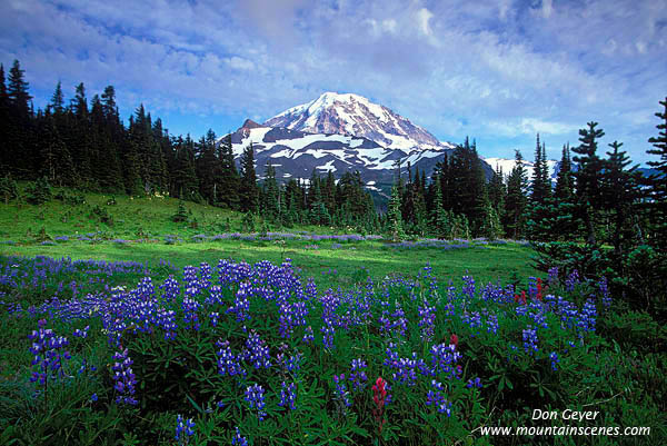 Image of Mount Rainier above Lupine