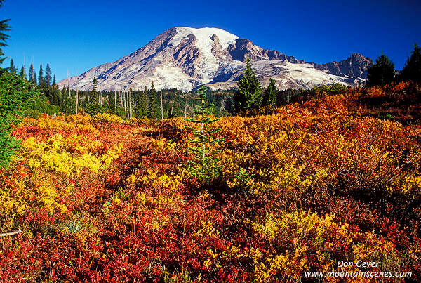 Image of Mount Rainier above Fall Colors