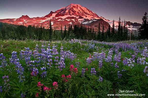 Image of Mount Rainier above Flower Meadows