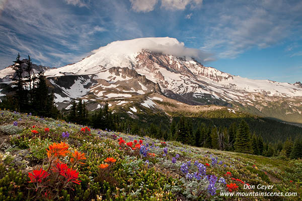 Image of Mount Rainier above flowers at Skyscraper Pass