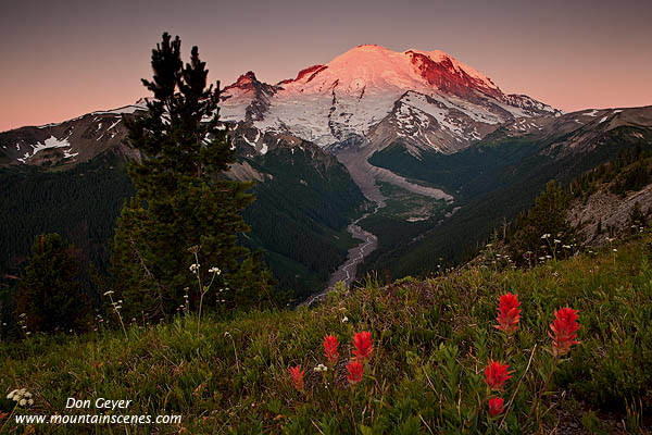Image of Mount Rainier above Paintbrush
