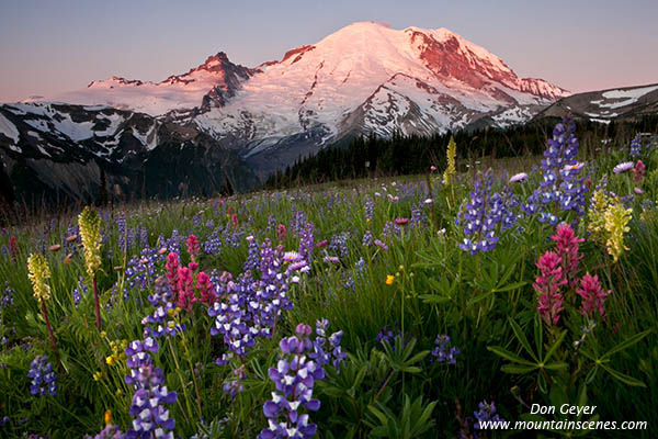 Image of Mount Rainier above flowers in Yakima Park