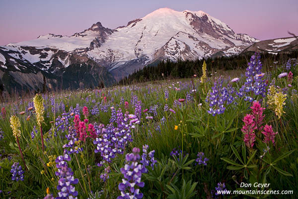 Image of Mount Rainier above flowers in Yakima Park