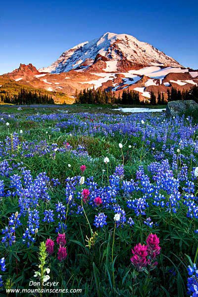 Image of Mount Rainier above Lupine