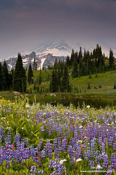 Image of Mount Rainier and flowers, Naches Peak.