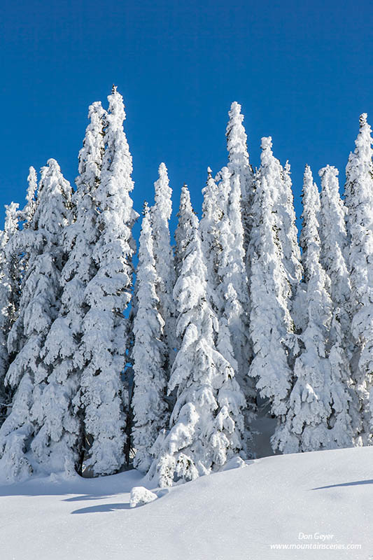 Trees blanketed in snow, Mazama Ridge, Mount Rainier