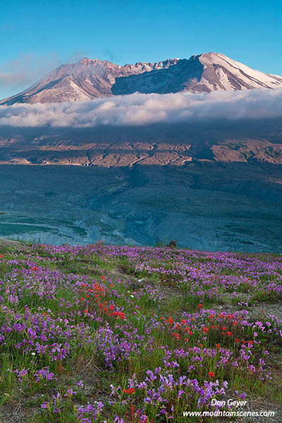 Image of Mount St. Helens, flowers, Johnston Ridge