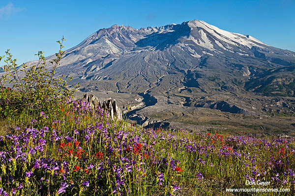 Image of Mount St. Helens, flowers, Johnston Ridge