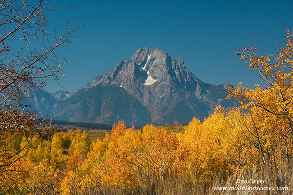 Image of Mount Moran above aspen in autumn, Oxbow Bend, Grand Teton National Park