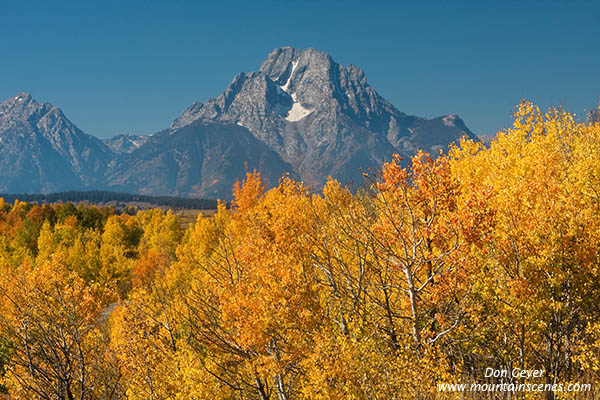 Image of Mount Moran above aspen in autumn, Oxbow Bend, Grand Teton National Park