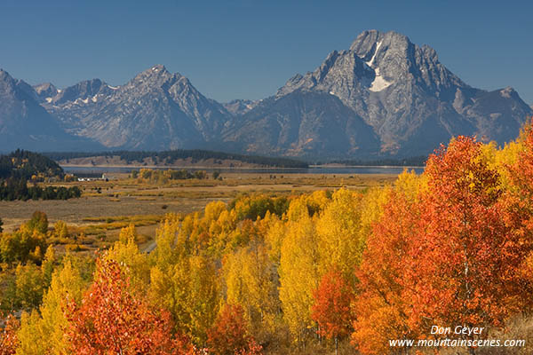 Image of Mount Moran above aspen in autumn, Oxbow Bend, Grand Teton National Park