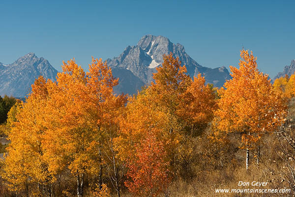 Image of Mount Moran above aspen in autumn, Oxbow Bend, Grand Teton National Park