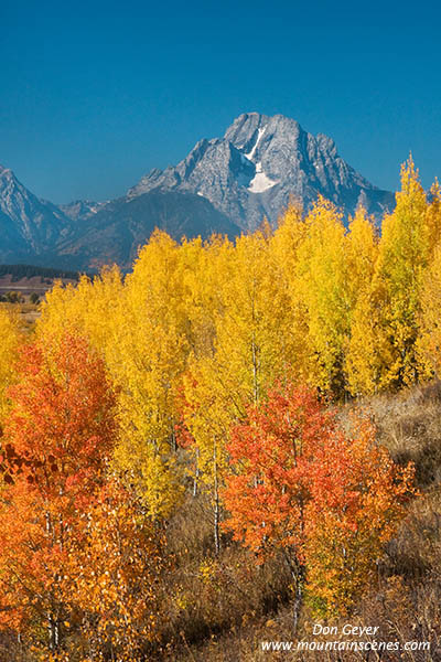 Image of Mount Moran above aspen in autumn, Oxbow Bend, Grand Teton National Park