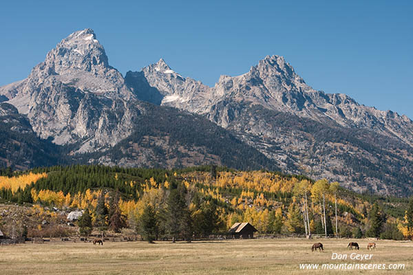 Image of Grand Teton above autumn colors and horses, Grand Teton National Park