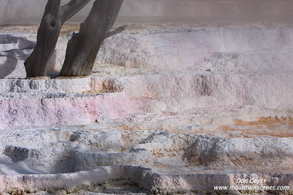 Image of Canary Spring with steam, Mamoth Hot Springs, Yellowstone National Park.