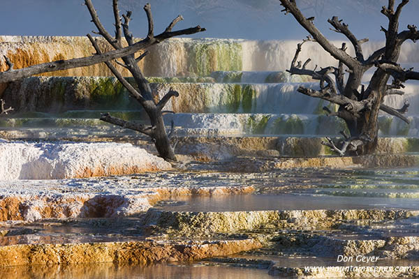 Image of dead trees in Canary Spring, Mamoth Hot Springs, Yellowstone National Park.