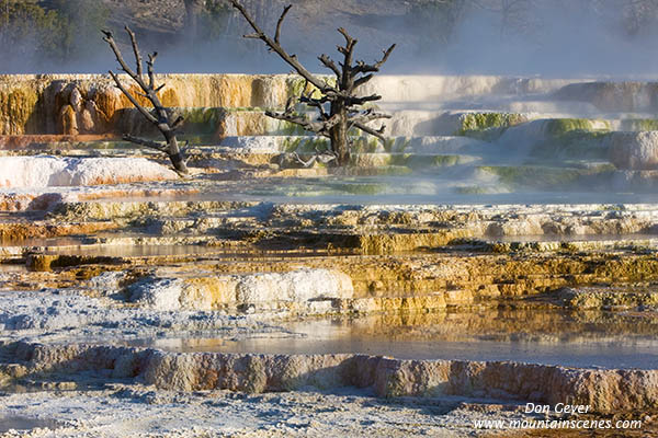 Image of dead trees in Canary Spring, Mamoth Hot Springs, Yellowstone National Park.