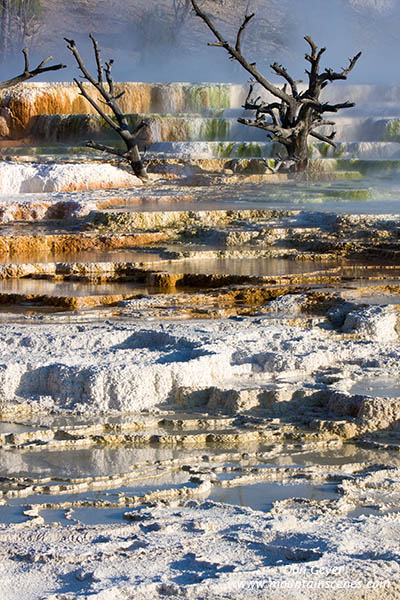 Image of dead trees in Canary Spring, Mamoth Hot Springs, Yellowstone National Park.