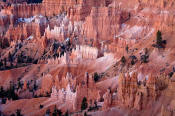 Image of hoodoos in Bryce Amphitheater, Bryce National ParkUtah, southwest