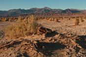 Image of Devil's Cornfield, arrowweed, Death Valley