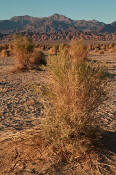 Image of Devil's Cornfield, arrowweed, Death Valley