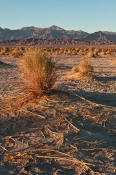 Image of Devil's Cornfield, arrowweed, Death Valley