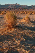 Image of Devil's Cornfield, arrowweed, Death Valley