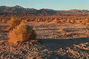 Image of Devil's Cornfield, arrowweed, Death Valley