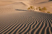 Image of Mesquite Sand Dunes at sunrise, Death Valley