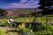 Image of the Palouse from Kamiak Butte