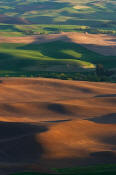 Image of Evening Light on the Palouse, Kamiak Butte